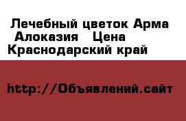 Лечебный цветок Арма-Алоказия › Цена ­ 500 - Краснодарский край  »    